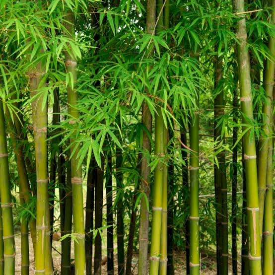 Les bambous : des alliés précieux pour l’environnement